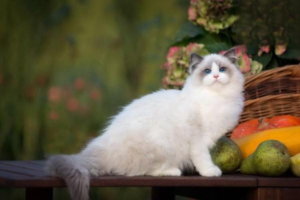 Can a Cat Catch a Cold from Sleeping on the Floor?