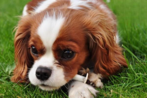 Why Does My Dog Have Bad Tear Stains?