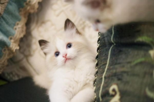 Why Does My Cat Keep Passing Gas (and What to Do)?