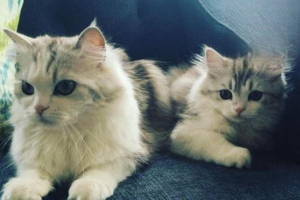Why Your Cat Stopped Using the Litter Box