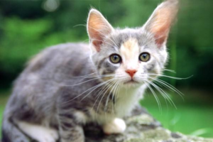 Why Cats Love Catnip So Much