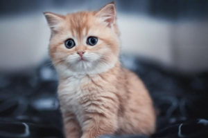 Recipe: Steamed Chicken Breast for Cats