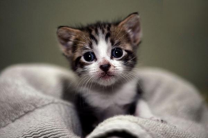 Are Freeze-Dried Cat Treats Nutritious?
