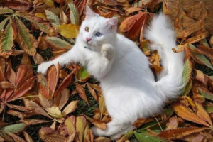 8 Plants You Must Never Keep With a Cat