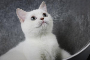 Hairballs: What Every Cat Owner Should Know