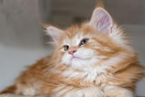 5 Steps to Read a Cat Food Ingredient List