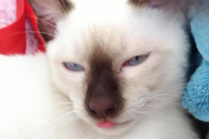 Why Cats Get the “Poop Zoomies”
