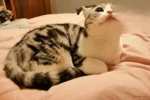 How to Prevent Heartworm in Cats