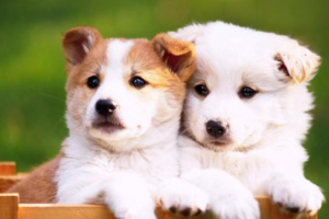 Why Has My Dog Suddenly Gone Quiet and Calm?