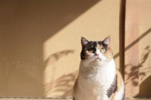 What to Do When Your Cat Becomes Lethargic?