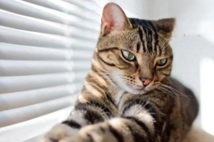 How to Choose a Complete (Full-Life-Stage) Cat Food