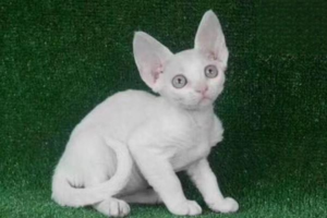 The Curious Sleep Positions of Cats
