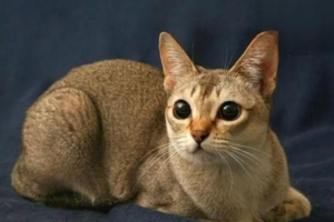 Training Your Cat to Understand ‘No’
