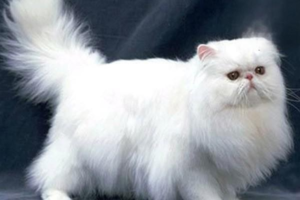 What to Use to Disinfect Your Cat’s Living Space