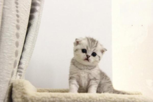 Why Cats Hide and How to Curb It