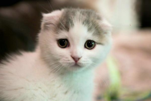 What If Your Cat Won’t Cover Its Poop?