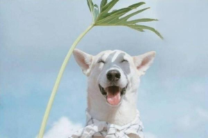 How to Potty Train a French Bulldog