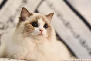 How to Deworm Your Cat