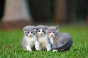 Choosing the Right Food and Water Bowls for Your Cat