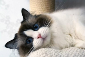 How to Tell If Your Cat Has Parasites
