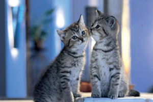 Dealing with Cat Tear Stains