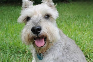 Why Do Dogs Hate Delivery Couriers?