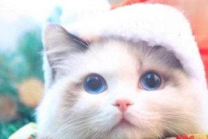 How Cats Catch Parasites