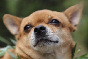 Why Do Dogs Love to Pee on Car Tires?
