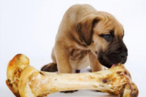 Preventing Autumn Diarrhea in Dogs