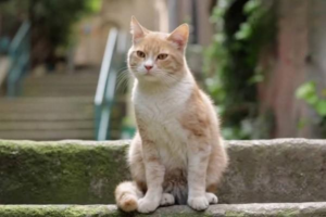 Choosing the Right Cat Litter
