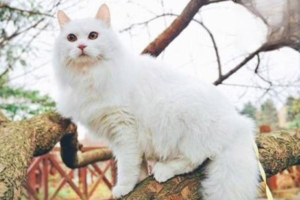 Why Your Cat Licks You (and When to Stop It)