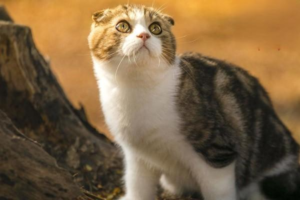How to Pet Your Cat So It Loves You