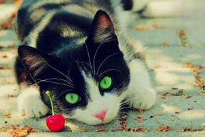 Why Is Your Cat Meowing So Much?