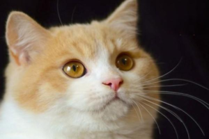 How to Choose a Cat Breed