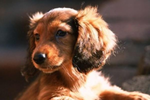 How Should Dogs Eat Carrots?