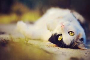 How Long Between a Cat’s Vaccination and Deworming?
