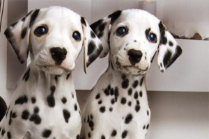 6 Signs Your Dog Isn’t Getting Enough Exercise