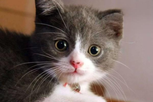 Recipe: Raw Chicken Cat Food (with Bone Meat)