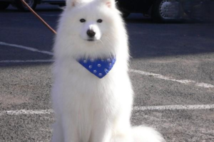 Why Dogs Get Puffed-Up Fur (Raised Hackles)
