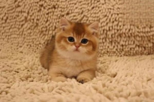 Which Vaccines Does Your Own Cat Need?