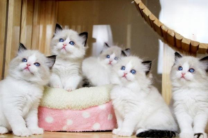 Helping Your Cat Settle Into a New Home Quickly