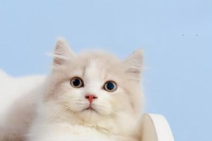 How to Tell Cat Play From a Real Fight