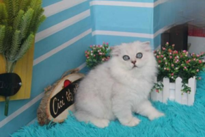 What to Do When Your Cat Has a Sensitive Stomach