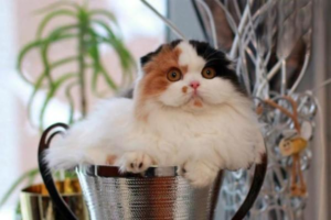 A Science-Based Cat Care Guide by Life Stage