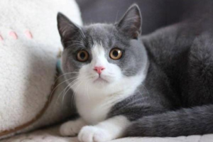 Dealing With Heavy Spring Shedding
