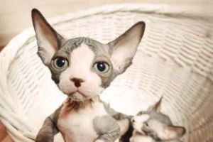 Monthly Shopping List for a New Cat