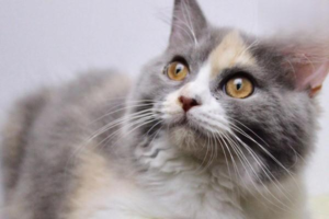 Health Checks Every Cat Owner Should Know