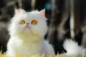 Recipe: Duck Jerky Cat Treats