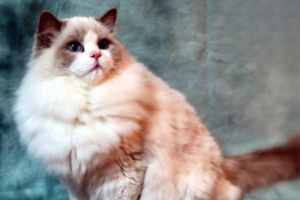 Recipe: Raw Egg for Cats