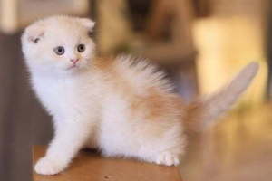 Recipe: Chicken Paste for Cats